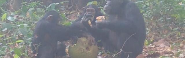 Are these chimps having a fruity booze-up in the wild?
