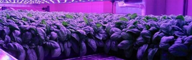Sky the limit for WA Vertical Farm