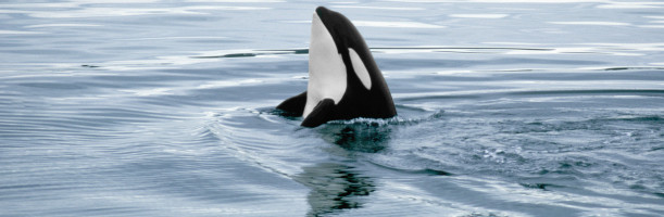 Orca Security raises $55M for its cloud-native security platform