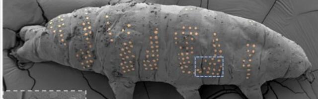 Researchers Tattooed Tardigrades. They Promise It Will Be Useful
