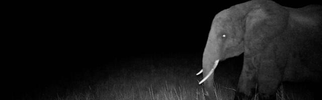 Hunting for elusive "ghost elephants"