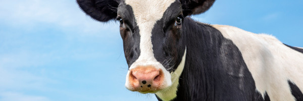 Competing with both Perfect Day and Beyond Meat, Chile’s NotCo raises $85 million to expand to the US
