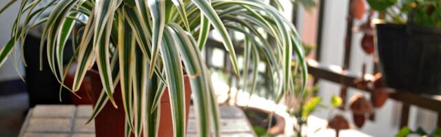 How to Keep Your Plants Alive in Colder Temperatures