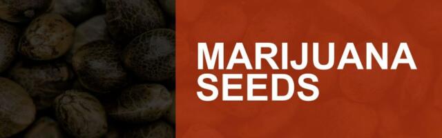 Marijuana Seeds: Best Seed Banks to Buy Potent Autoflowering & Feminized Cannabis Seeds in 2024