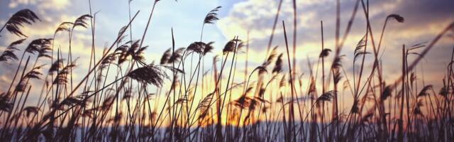 Can OlsAro’s genetic breakthrough solve the global soil salinity crisis?