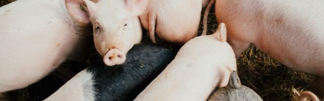 OFAC Sanctions Philippines-Based Tech Company For Facilitating Pig Butchering Schemes