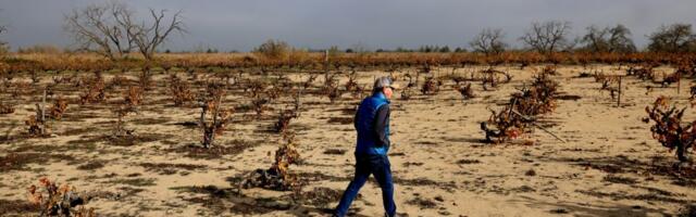 Former Sonoma County winemaker saves historic East Bay vineyard from destruction