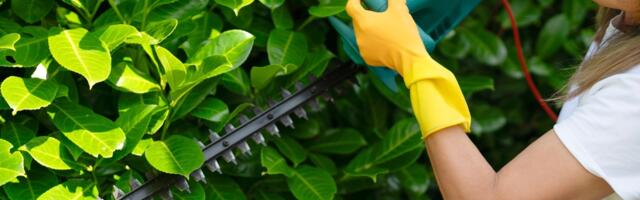 Single Vs. Double-Sided Hedge Trimmer: Which Do Users Say Is Easier To Use?