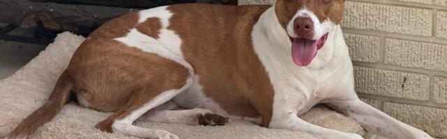 Make Your Favorite Pet Photo a Cute iPhone Emoji You Can Share Anywhere