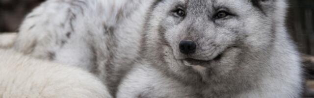 Прогноз на 2026: люди, технологии, ИИ