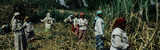Sustainability in the sugarcane sector, Global Week 9–13 March