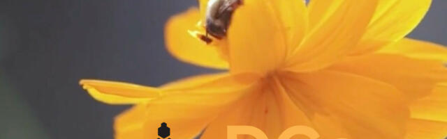 Save our Bee pollinators: Mixed fruit orchards to be planted by DCsforBees