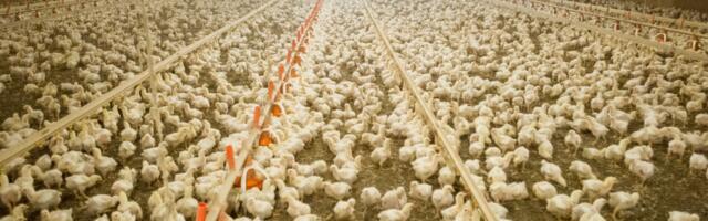 Why 597 million chickens go missing from America’s food supply each year