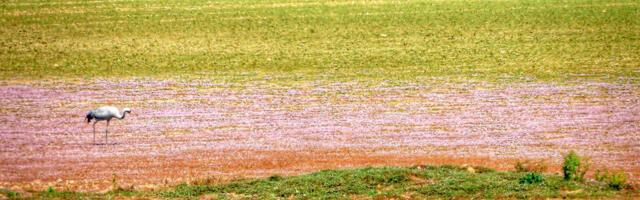 How farmers can help rescue water-loving birds
