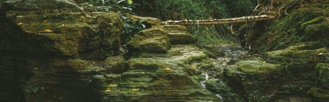 Xilva raises $1.8 million and is fighting fake carbon credits by building the first market place for forest investments
