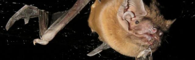 Bats eat the birds they pluck from the sky while on the wing Bats eat the birds they pluck from the sky while on the wing