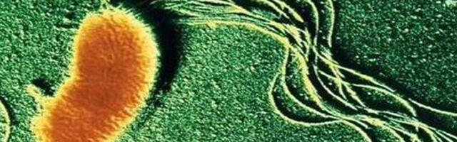 Железодышащие пилии. Рецепт биосовместимого искусственного нейрона