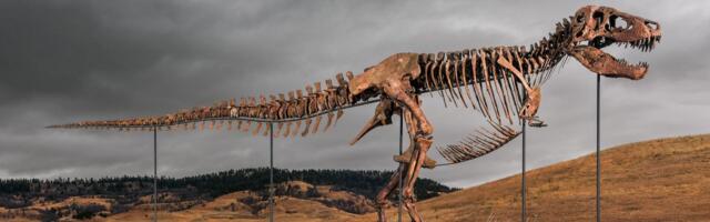 Sotheby’s Big T. Rex Auction Raises Concerns Hype and Wealth Are Upending Science