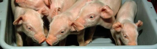 Should we put pig organs in humans? We asked an ethicist.