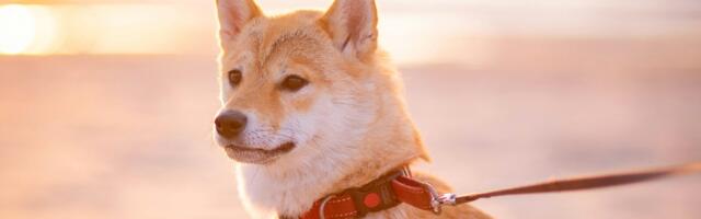 FLOKI: Meme Coin Resilience in a Volatile Market