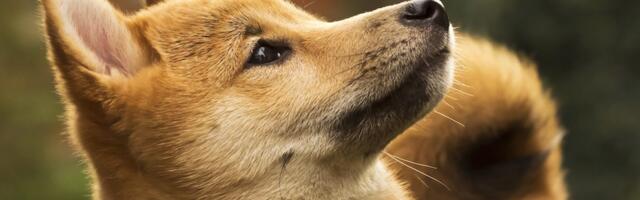 Crypto Markets Today: ENA, DOGE Rally as Bitcoin Downside Concerns Linger