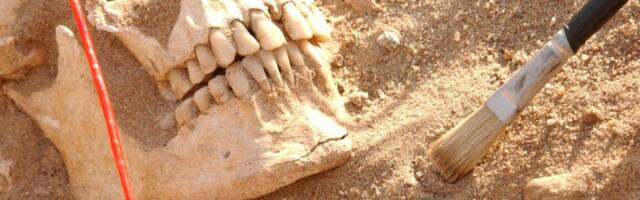 DNA analysis reveals likely pathogens that killed Napoleon’s army DNA analysis reveals likely pathogens that killed Napoleon’s army