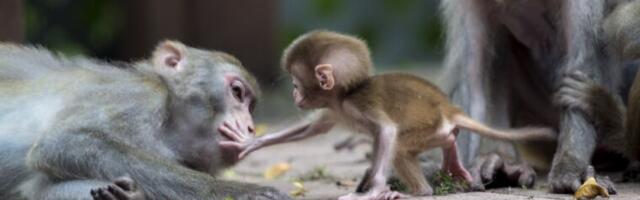 Hong Kong monkey encounter lands man in ICU with rare, deadly virus