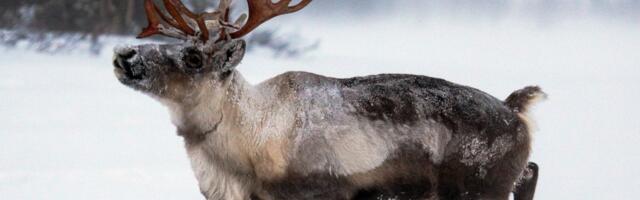 Rudolph and all of the other reindeer are probably dying from climate change