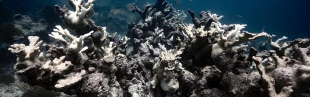 New Report Finds One of Earth’s Most Precious Ecosystems Has Already Crossed a Scary Climate Tipping Point