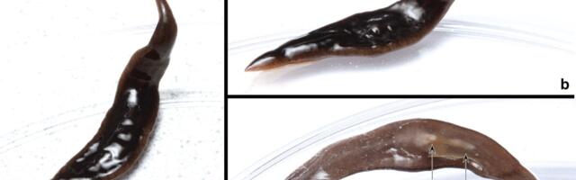 New Predatory Flatworm Invades Southern U.S.