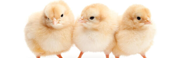 Amsterdam’s Rockstart backs Munich-based omegga to save male chicks from being killed after hatching