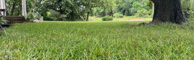 This Essential Lawn-Mowing Tip Will Keep Your Grass From Dying in Summer Heat