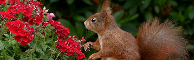 The MIT Siegel Family Quest [SQI] is for AI, not Human Intelligence