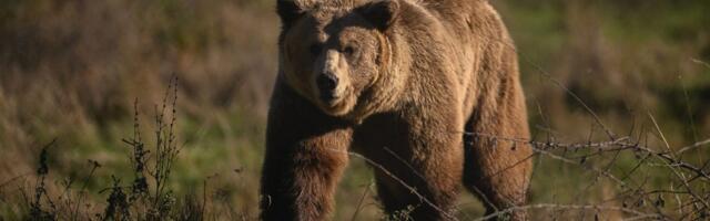Japan is deploying anti-bear drone tech in its ongoing and intense war on bears