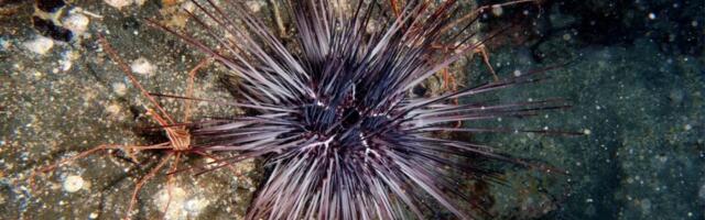 The Sea Urchin Apocalypse Is Real, and It Might Be Spreading Globally, Scientists Warn
