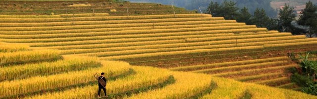 Myanmar at the crossroads of a tech-driven agriculture boom