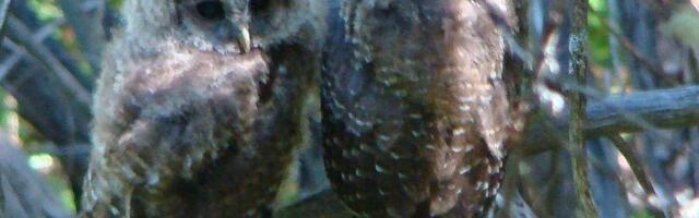 Trump administration attempt to gut Endangered Species Act hits roadblock