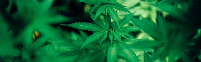 Hemp trends to watch in 2023 and beyond