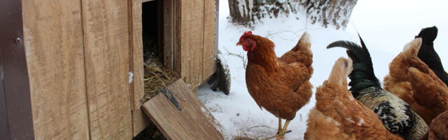 What Types Of Chicken Coop Heaters Are Safest, According To Users?
