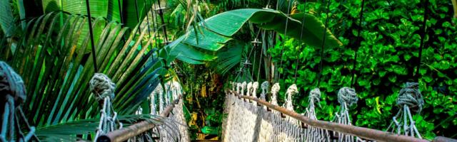 Concept Art House Partners with Nemus to Create NFT Rights to Conserve the Amazon Rainforest