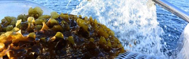Nordic edible seaweed cultivation company raised €2 million