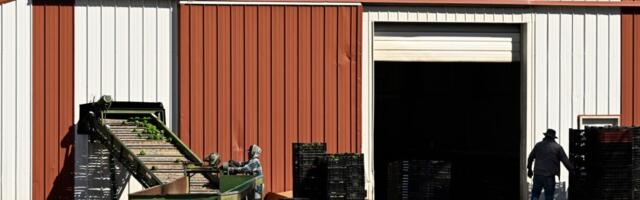 This farm has repeatedly violated federal labor laws. Why does the U.S. continue to grant it foreign workers?