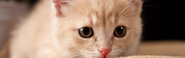 What to Know About Cat Food Recall After Pet Dies of Bird Flu in Oregon