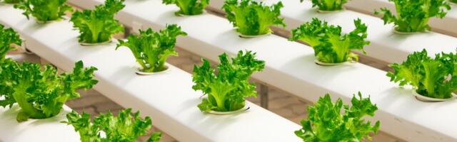 Innovative Urban Farming with GrowOff Expansion