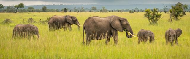 Leaked emails show the nation’s leading wildlife agency has halted critical funding for conservation