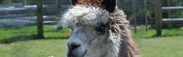 Alpaca Finance, Once a DeFi Giant on BNB Chain, Will Shut Down