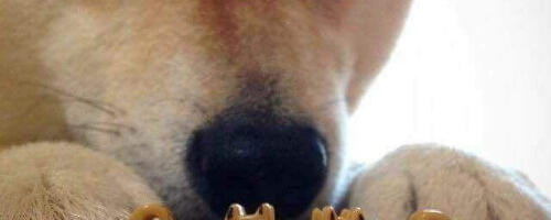 Я нанял джуна в свой open source проект. Вот что получилось