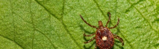 Man Dies From Burger in First Death Linked to Meat Allergy Spread by Ticks