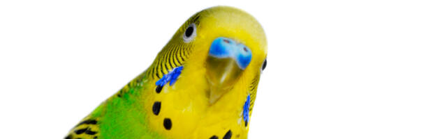 Brains of parrots, unlike songbirds, use human-like vocal control