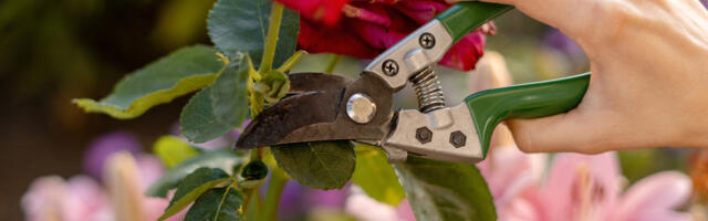 What's The Difference Between A Pruner And A Lopper Branch-Cutting Tool?